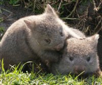 wombats 3